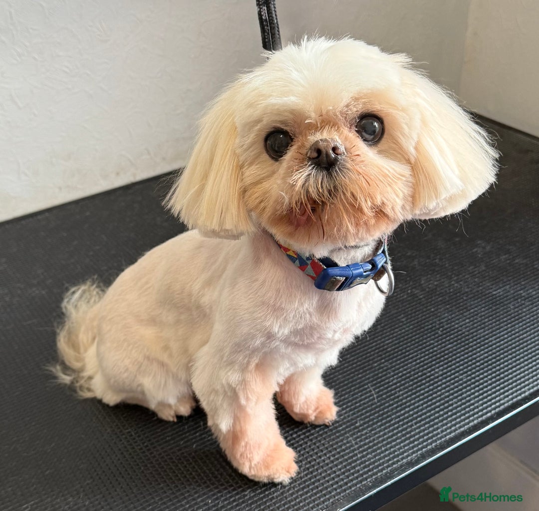 Shih Tzu dogs for sale: Stunning full Imperial Shih Tzu’s - Image 16