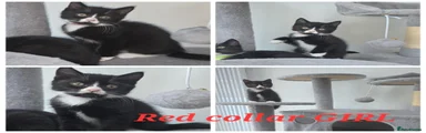 Red Collar GIRL