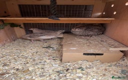 Quail poultry for sale: Coturnix Quail  - Image 1