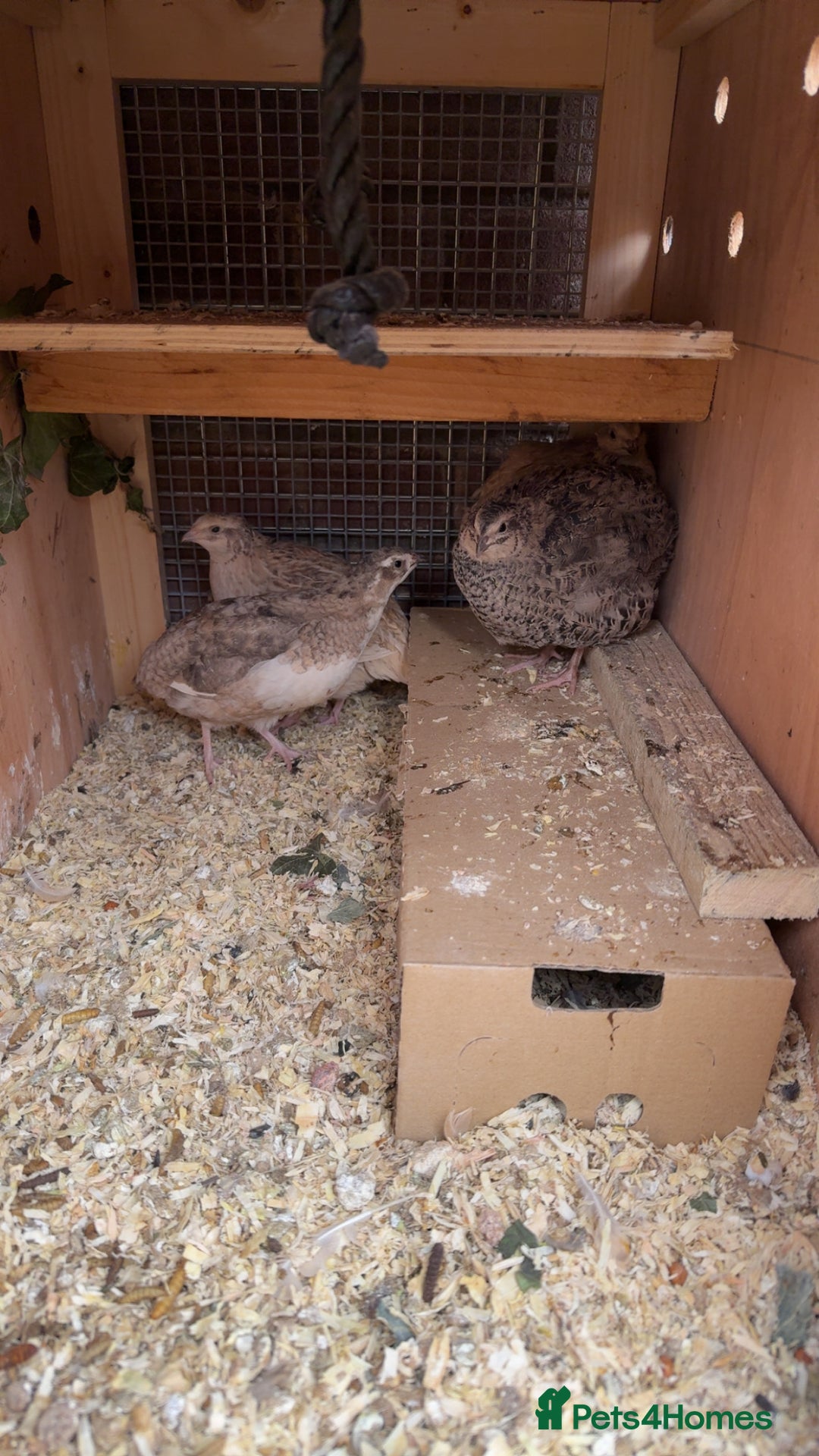 Quail poultry for sale: Coturnix Quail  - Image 1