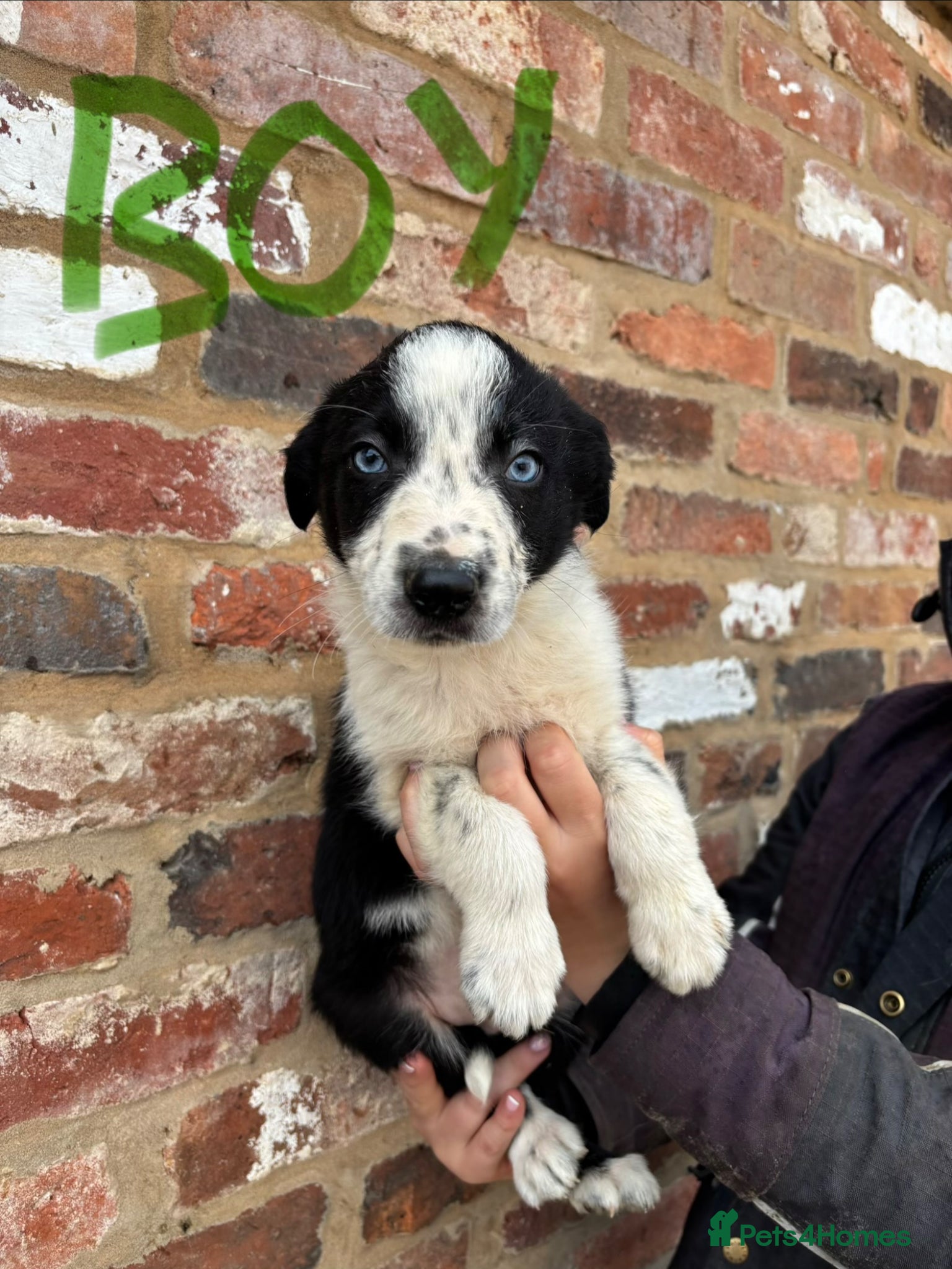 Border Collie dogs for sale: 4 male border collie puppies for sale - Advert 3