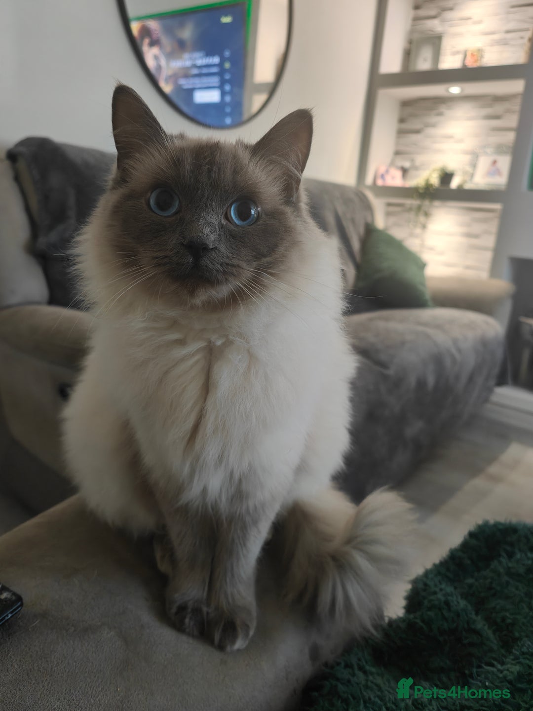 Ragdoll cats for sale: Ragdoll kittens for sale - Image 12