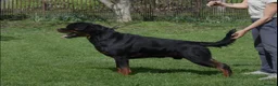Rottweiler dogs for stud: Exceptional Rottweiler available at Stud ⭐️ - Advert 4