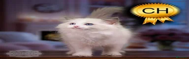 Ragdoll 10