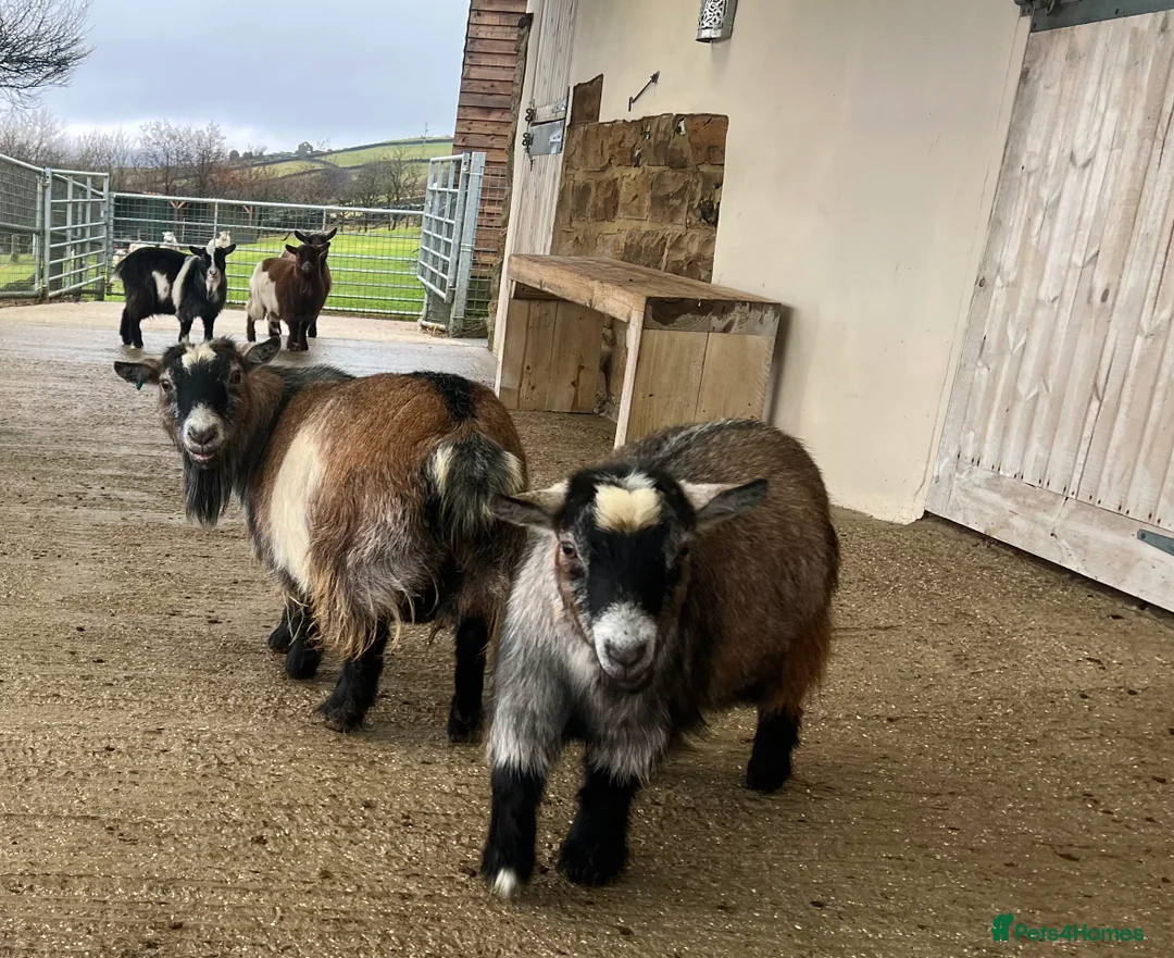 Goats livestock for sale: Pygmy goats, disbudded nanny’s  - Advert 8