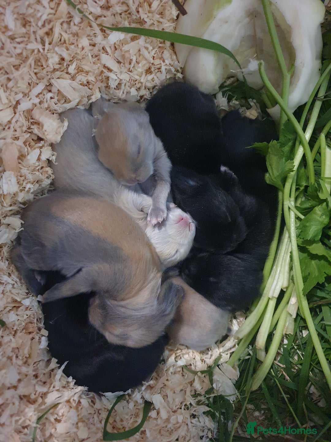 Lionhead rabbits for sale: Baby bunny's mixed lionhead /northern dwaf - Image 4