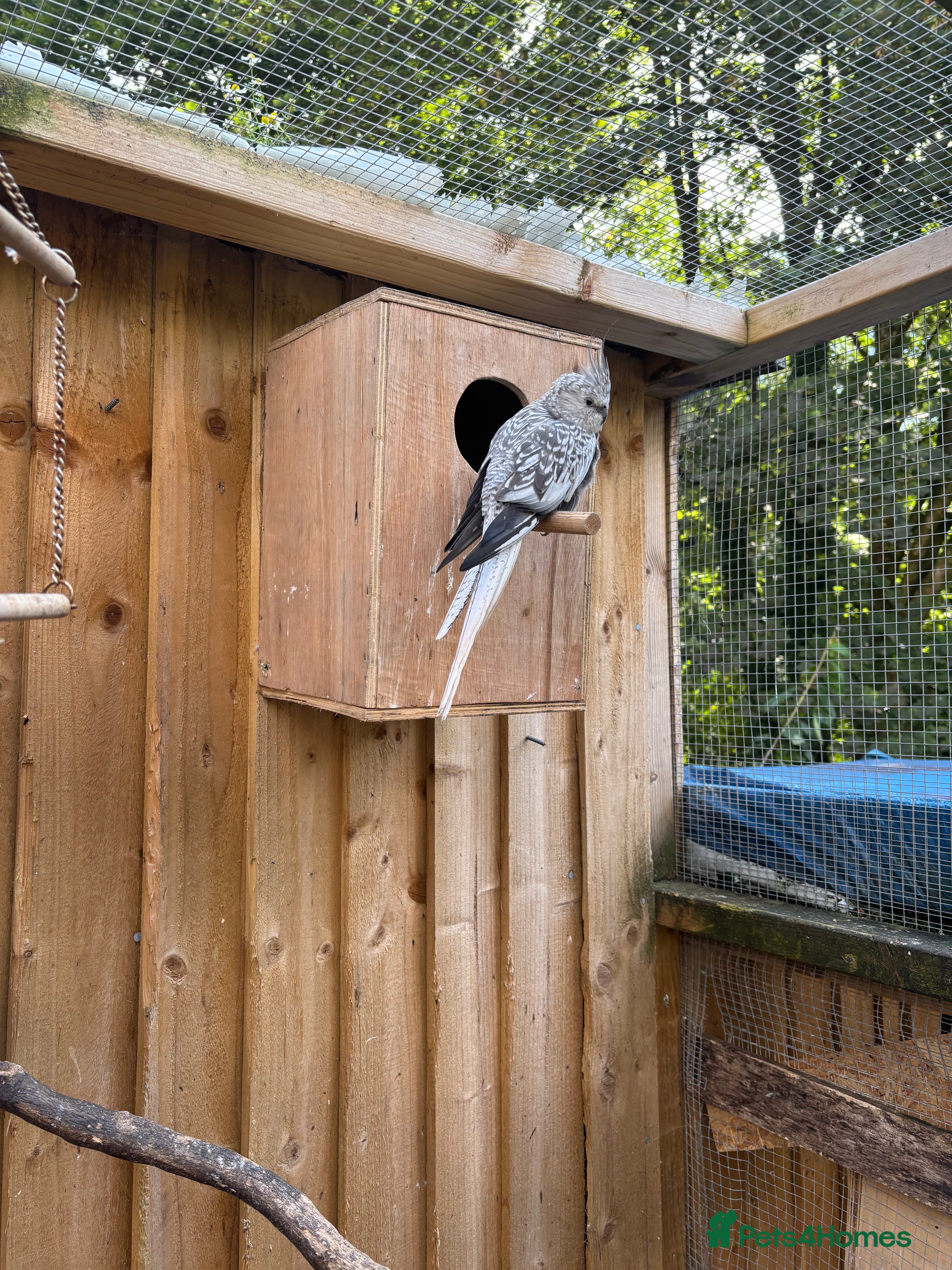 Cockatiels birds Cockatiels  - Advert 5