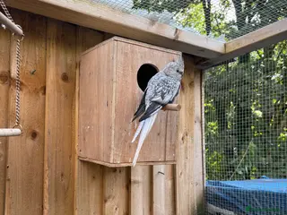 Cockatiels birds Cockatiels - Advert 5