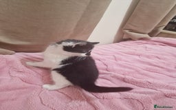 Mixed Breed cats for sale: 🐾 Adorable Kittens Looking for Loving Homes 💕 - Image 17