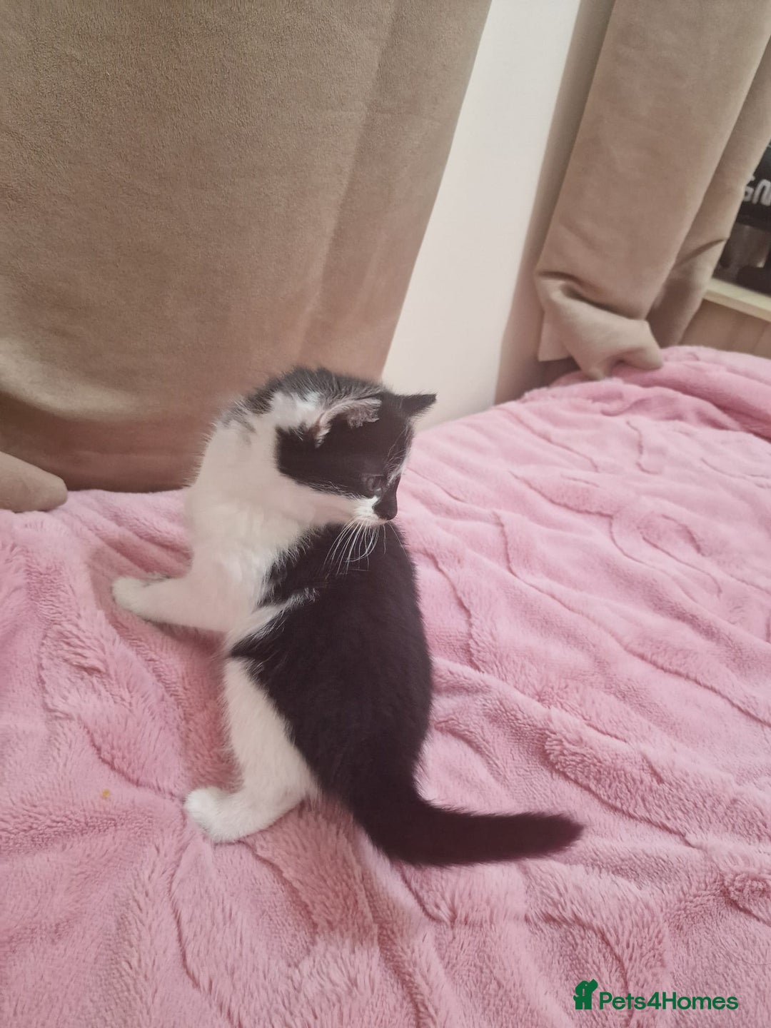 Mixed Breed cats for sale: 🐾 Adorable Kittens Looking for Loving Homes 💕 - Image 17