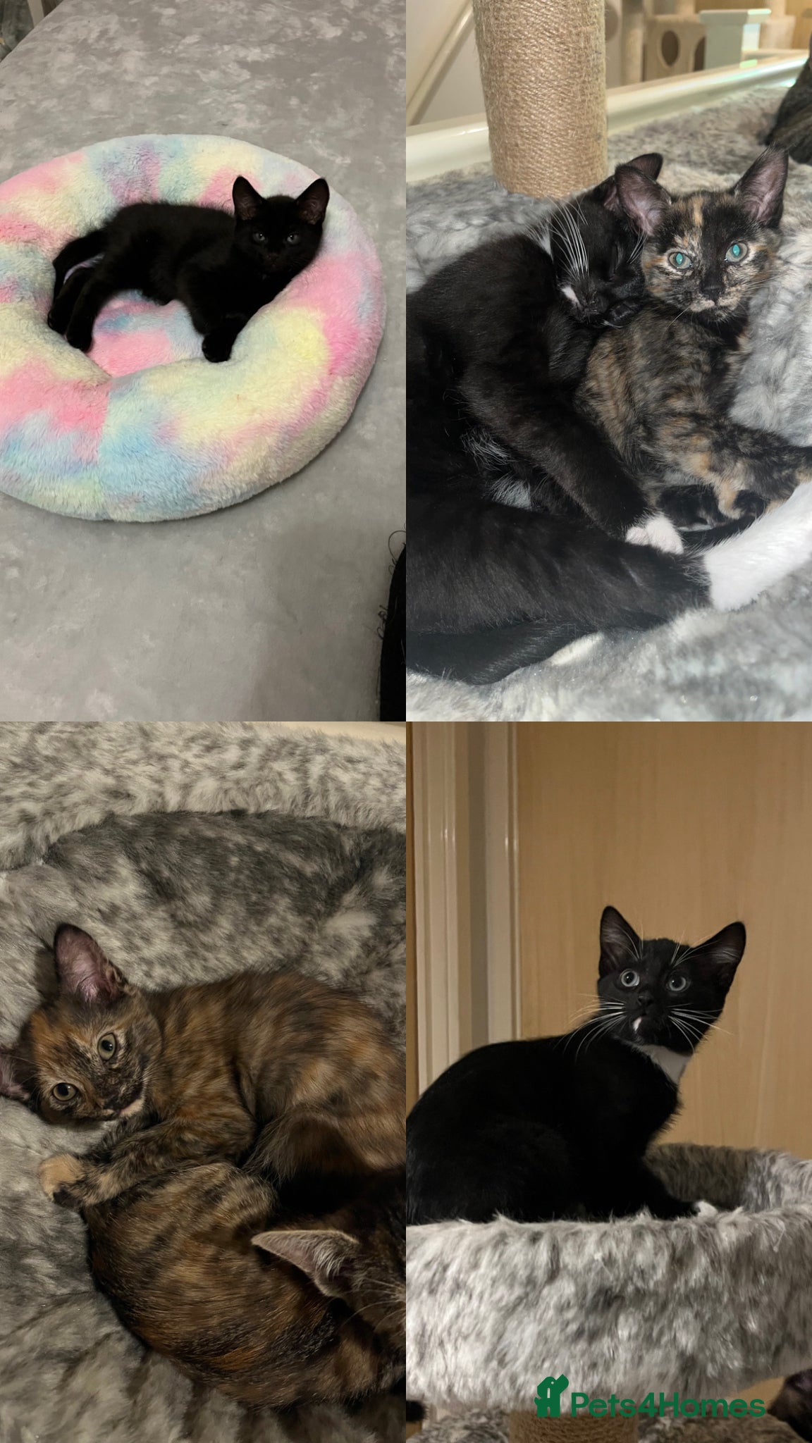 Mixed Breed cats 5 beautiful and friendly kittens! - Advert 2