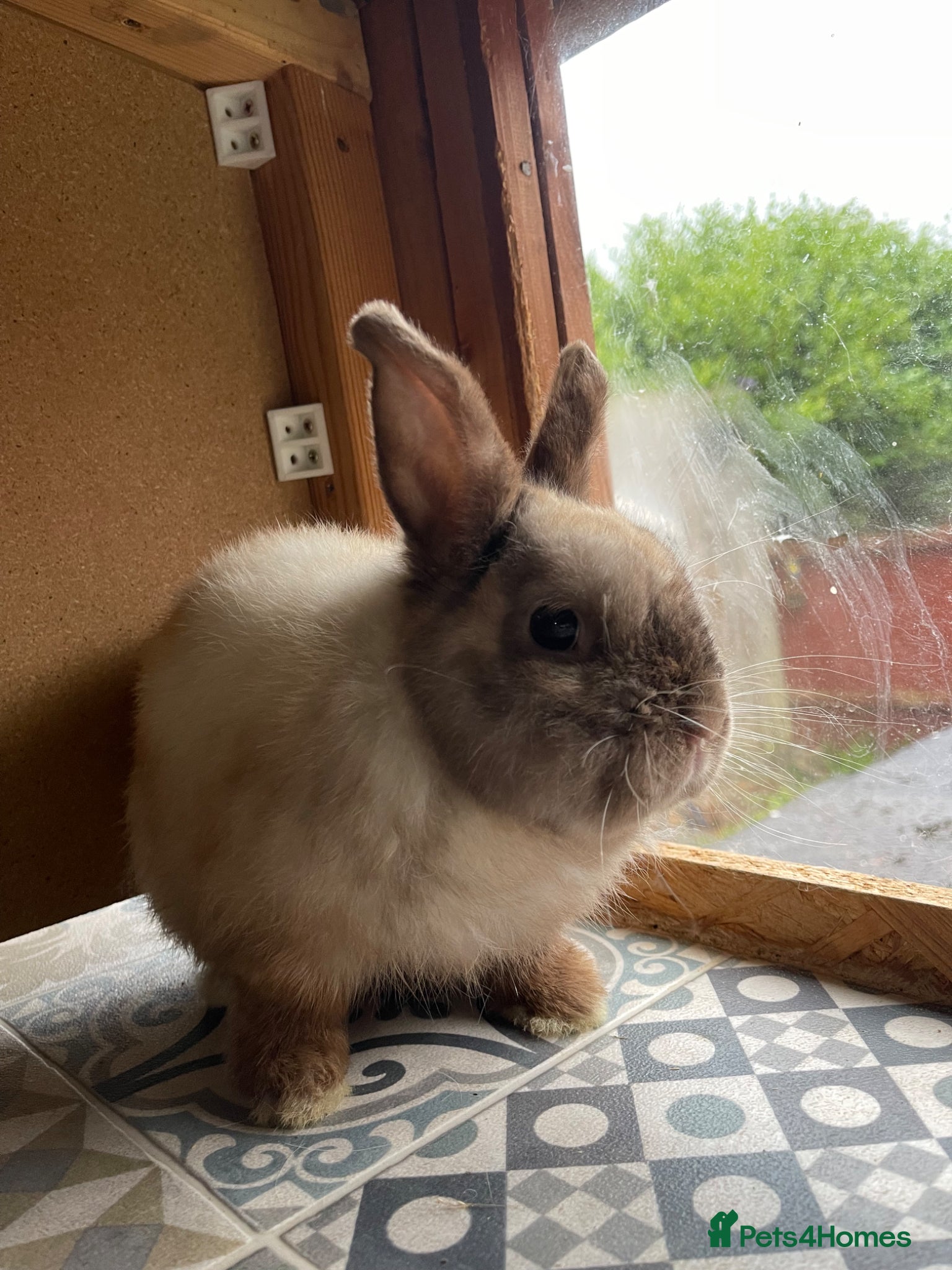 Netherland Dwarf rabbits for sale: ⭐️ CARAMEL Looking for new home ⭐️ - Advert 3