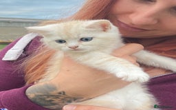 Persian cats for sale: Silver and Cream chinchilla kittens - Image 19