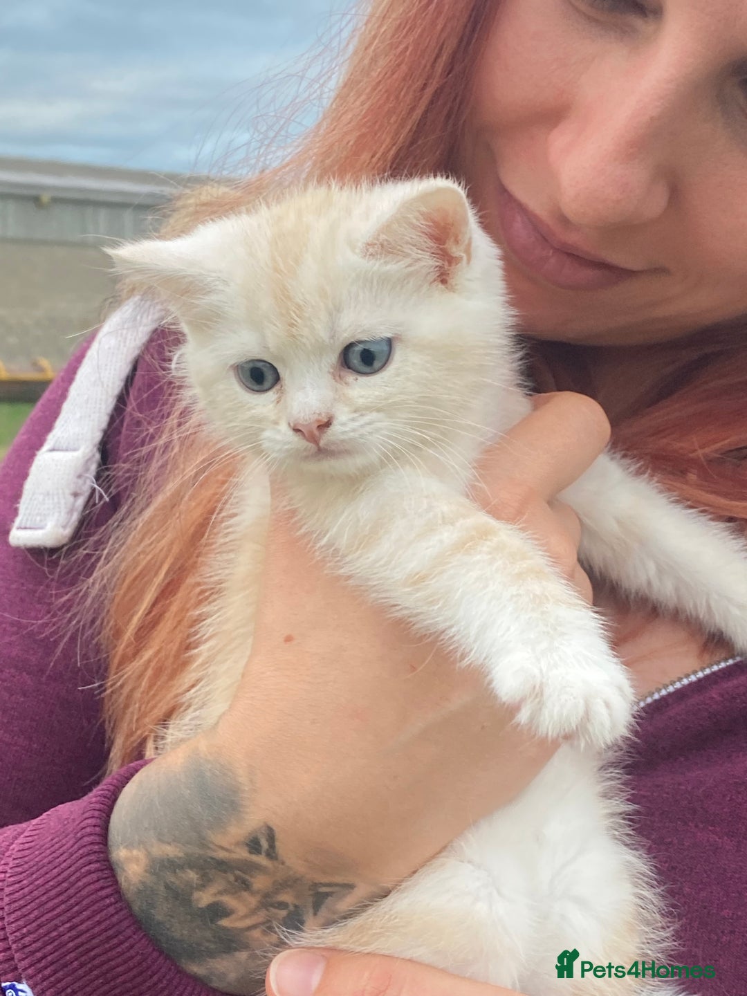 Persian cats for sale: Silver and Cream chinchilla kittens - Image 19