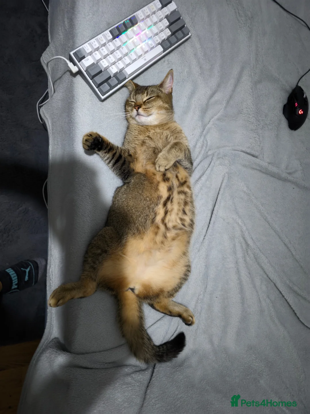 Mixed Breed cats for sale: Nice little kittens looking for new home - Advert 2