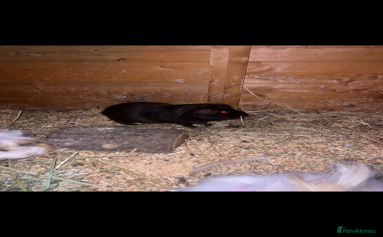 Guinea Pig rodents - Advert 4