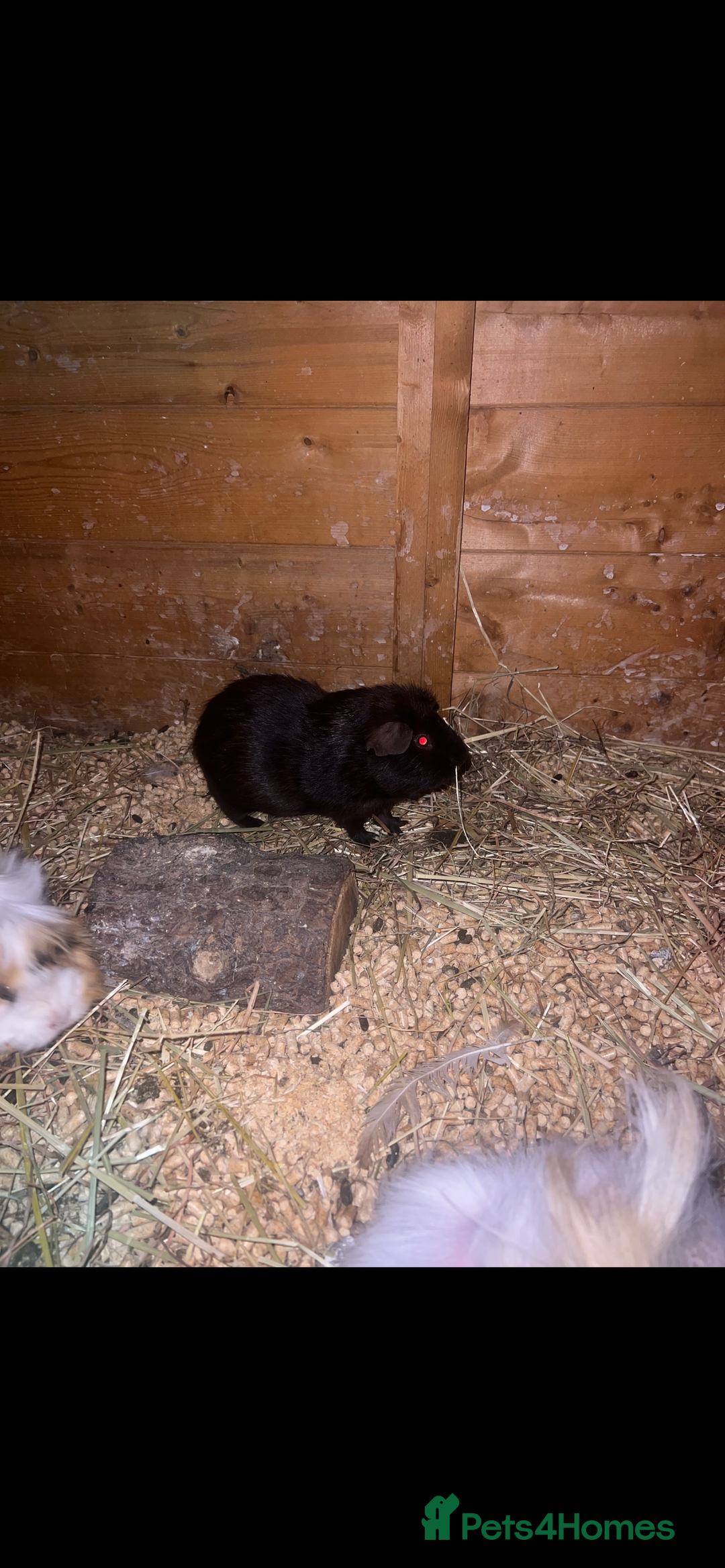 Guinea Pig rodents for sale: Pure brown male  - Image 1