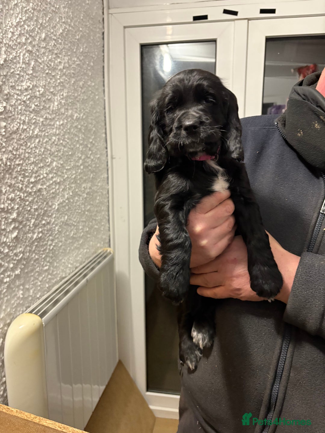 Cocker Spaniel dogs for sale: 2 Black and White Cocker Spaniel Pups - Advert 10