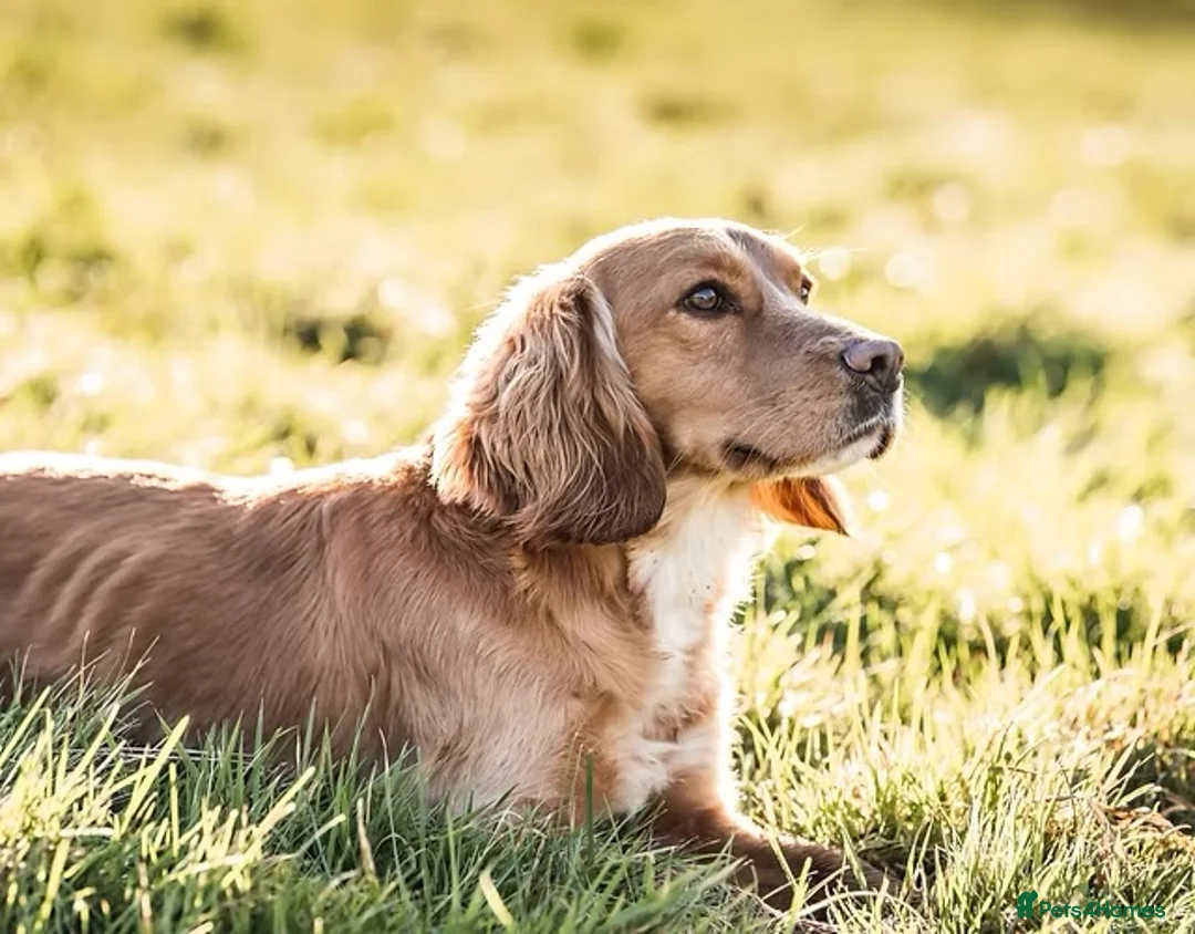 Cocker Spaniel dogs for sale: KC Working Cocker Spaniel Puppies  - Advert 11
