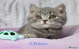 British Shorthair cats for sale: GCCF British Shorthairs **READY NOW** in Manchester - Image 7