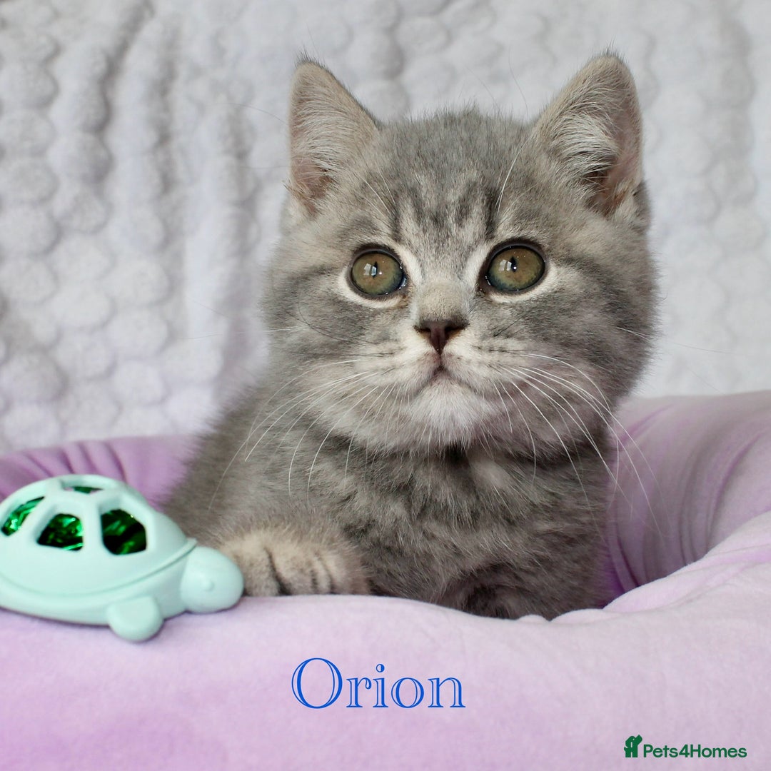 British Shorthair cats for sale: GCCF British Shorthairs **READY NOW** in Manchester - Image 7