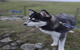 Pomsky dogs for sale: Stunning F4 Pomskies - Image 10