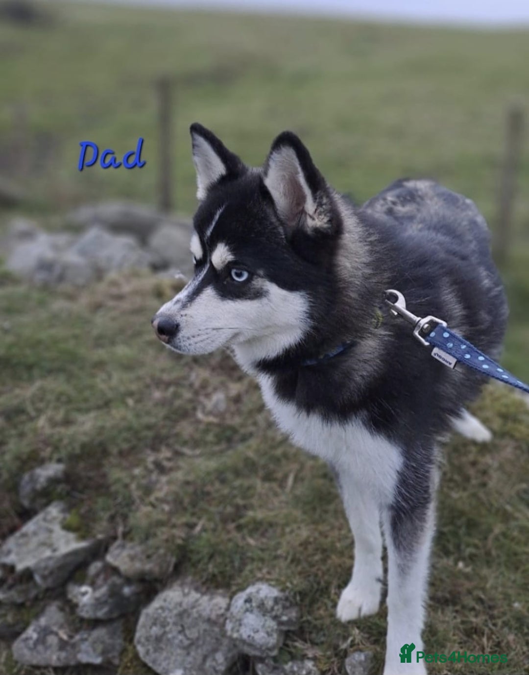 Pomsky dogs for sale: Stunning F4 Pomskies - Image 10