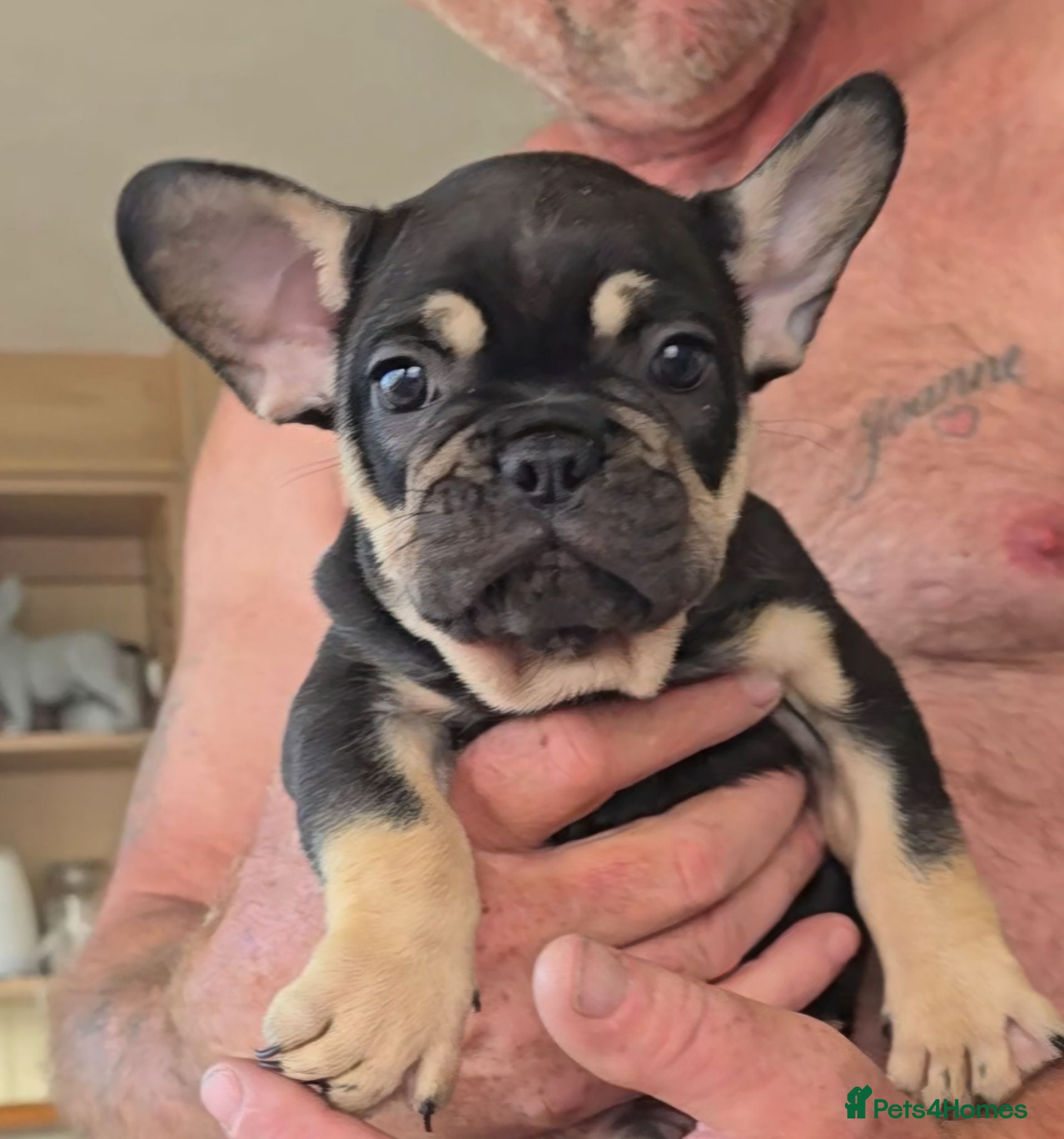 French Bulldog dogs French bulldog dog puppies  - Advert 18