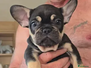 French Bulldog dogs French bulldog dog puppies - Advert 5