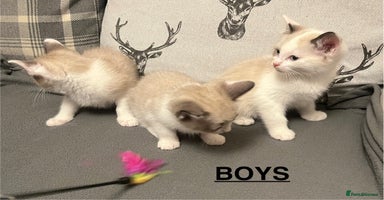 Ragdoll cats - Advert 7