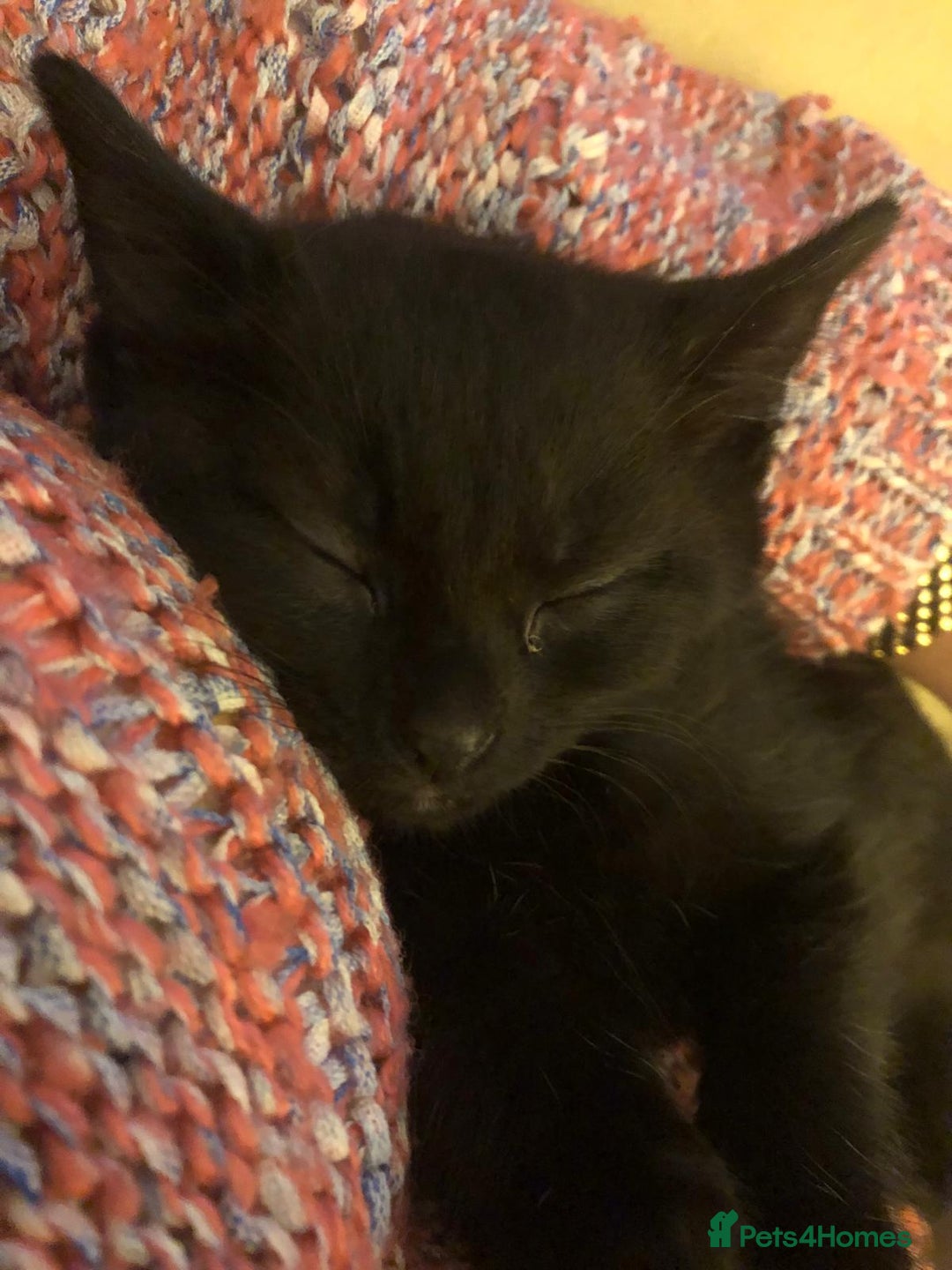 Mixed Breed cats for sale: 5 beautiful kittens looking for their forever home - Image 6