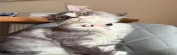 Maine Coon cats for sale: Beautiful pedigree FEMALE Maine Coon kitten - Advert 3