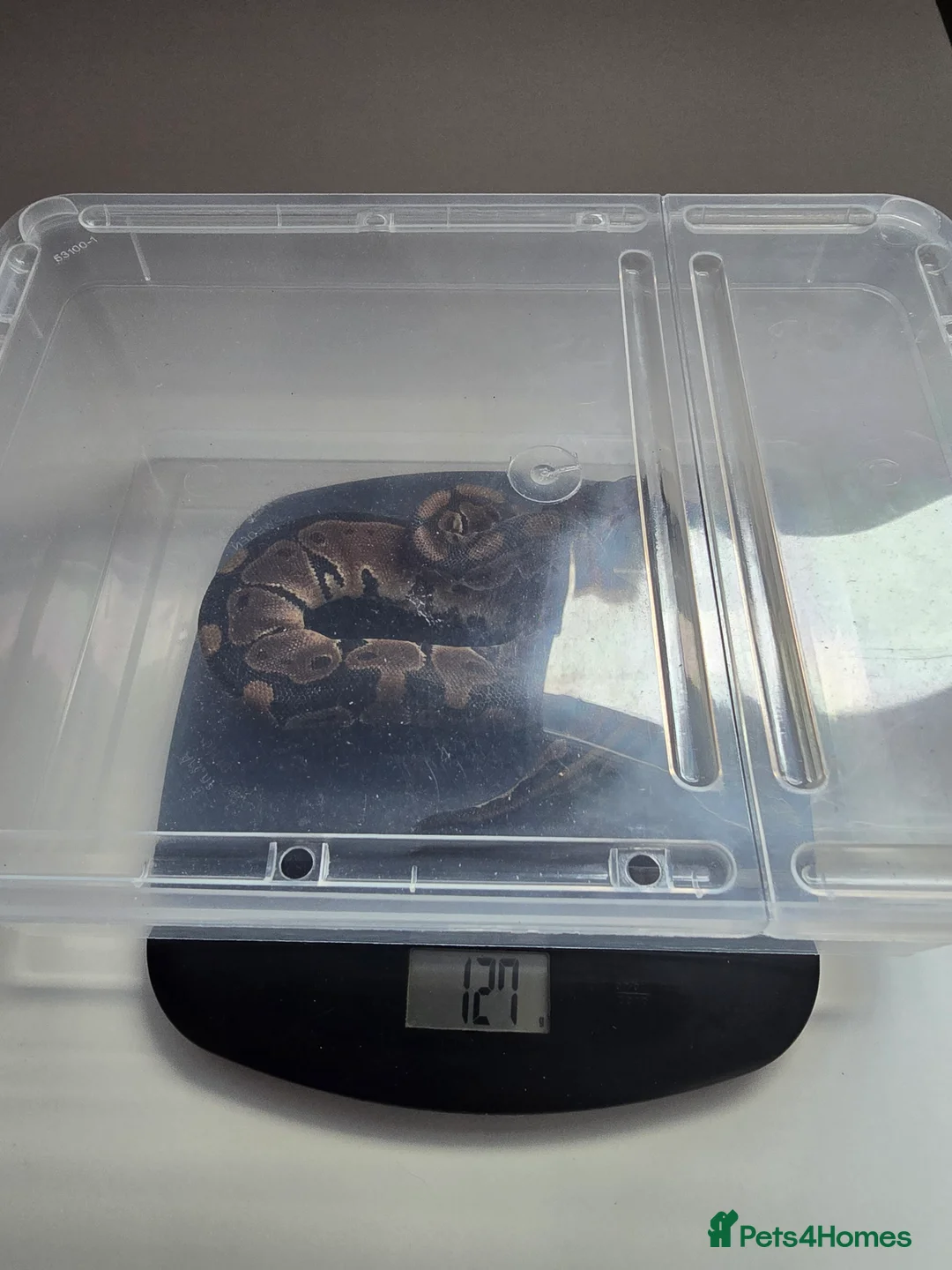 Python Snake reptiles for sale: Leopard het pied ball python in Morpeth - Advert 7