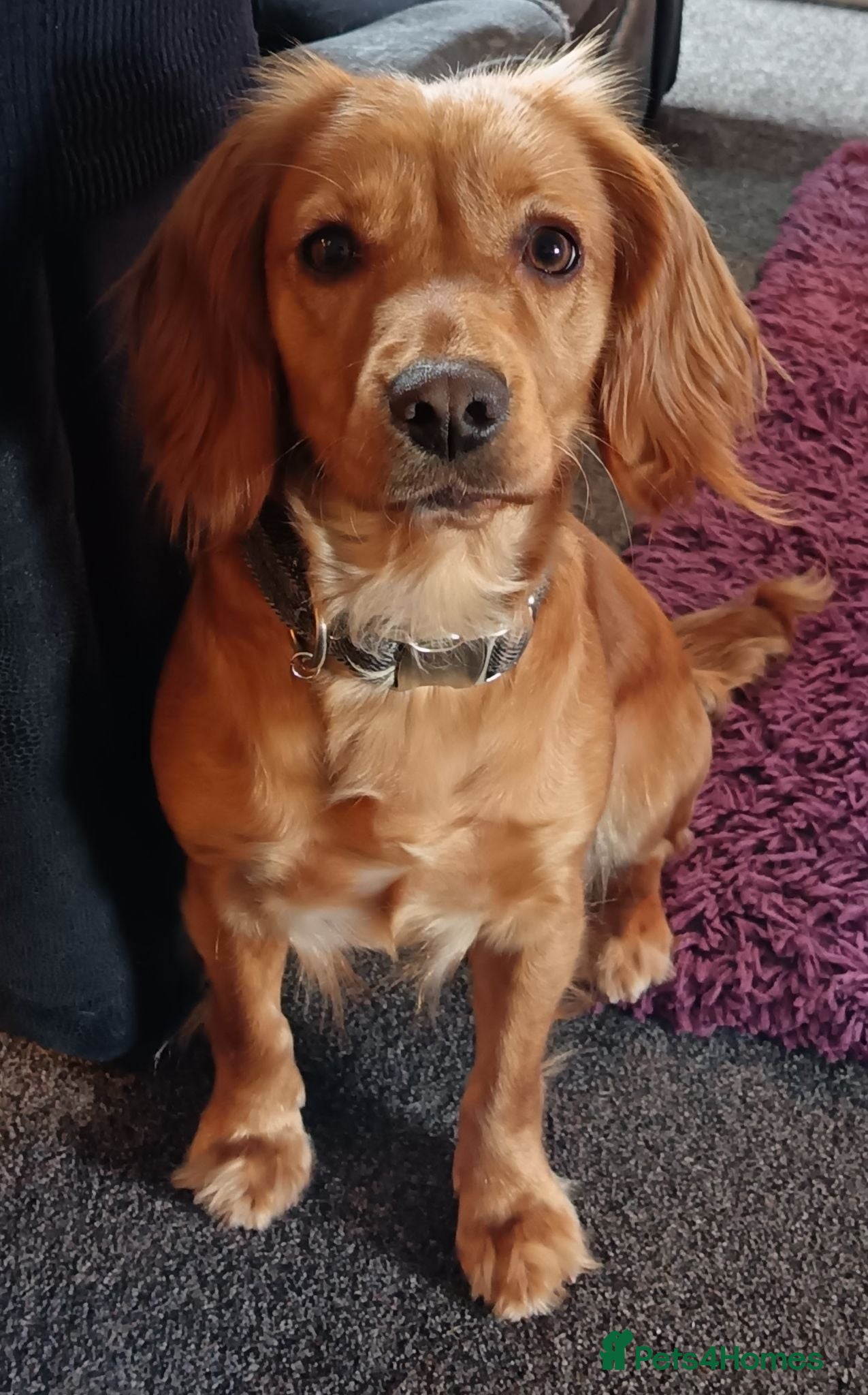 Cocker Spaniel dogs Working cocker spaniel  - Advert 12
