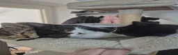 Mixed Breed cats for sale: Kittens ready to leave now - Advert 13