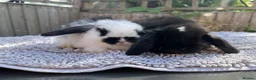 Mini Lop rabbits for sale: Stunning mini lops  - Advert 12