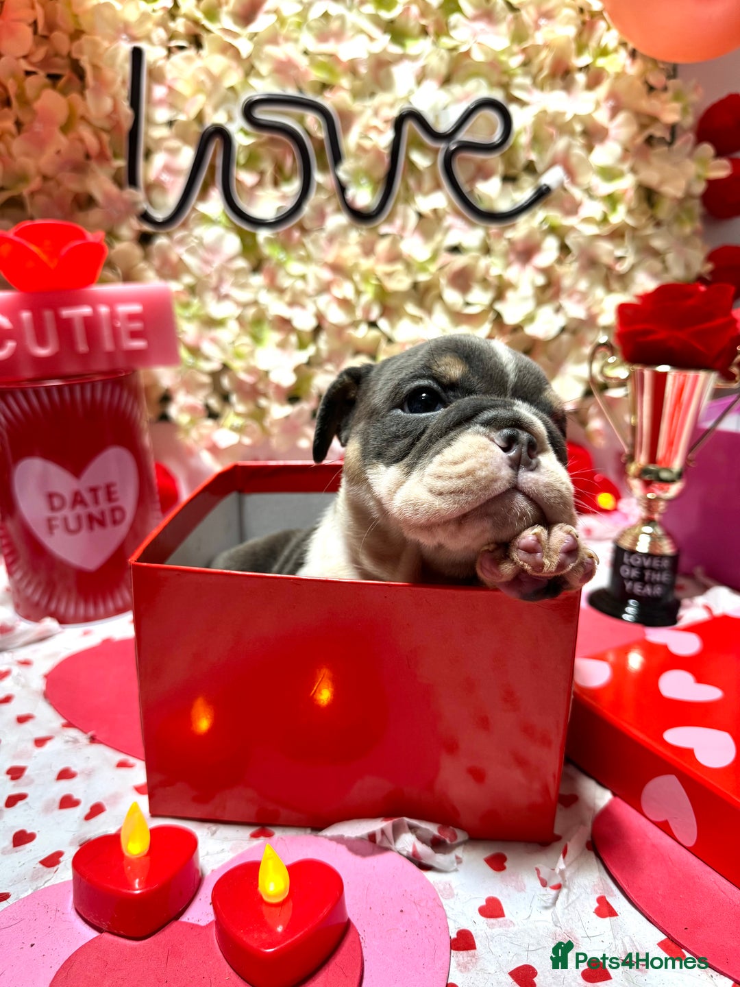 English Bulldog dogs for sale: Elite KC Registered English Bulldog Puppies - Advert 4