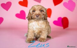 Cockapoo dogs for sale: ⭐️REDUCED⭐️READY NOW⭐️beautiful DNA clear F1 - Image 9