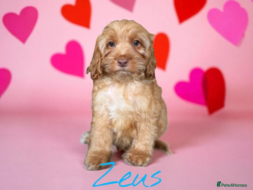 Cockapoo dogs for sale: ⭐️REDUCED⭐️READY NOW⭐️beautiful DNA clear F1 - Image 9