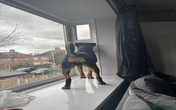 Rottweiler dogs for stud: Bruce the Rottweiler  - Image 4