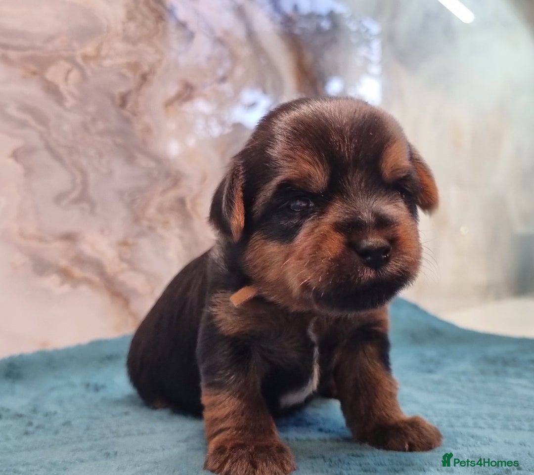 Yorkshire Terrier dogs for sale: 4 Lovely puppies  - Advert 9