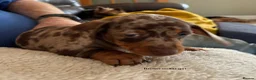 Miniature Dachshund dogs for sale: Gorgeous Litter of Miniature Dachshund Puppies - Advert 10