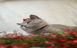 British Shorthair cats for sale: Adorable British Shorthair Kittens — READY TO GO! - Advert 4