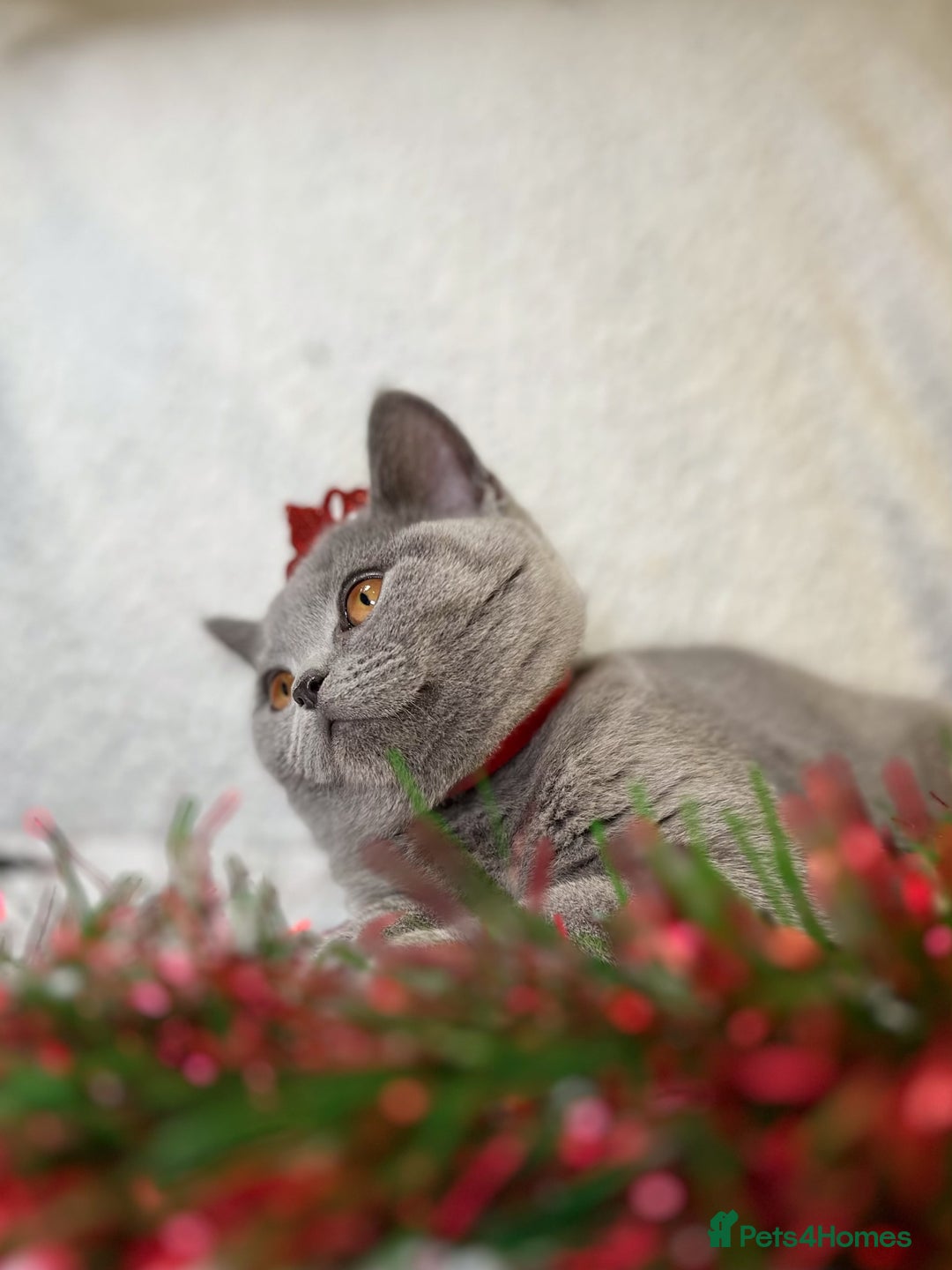 British Shorthair cats for sale: Adorable British Shorthair Kittens — READY TO GO! - Advert 4