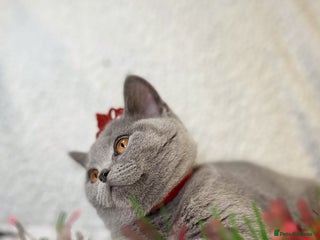 British Shorthair cats The Most Adorable British Shorhair kittens - Advert 8