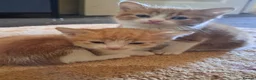 Mixed Breed cats for sale: Ginger, ginger white,white kittens prices vary - Advert 15