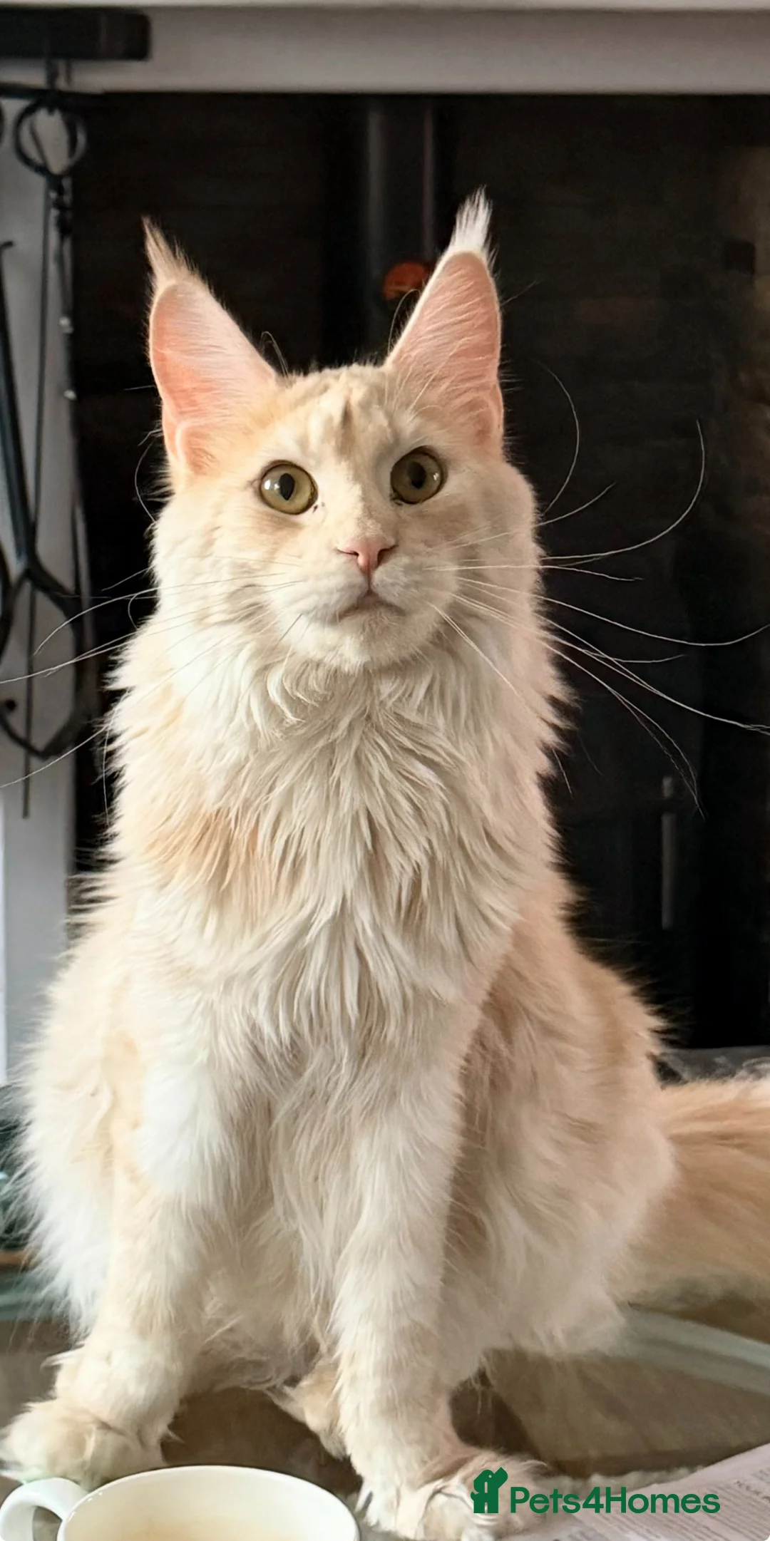 Maine Coon cats for sale: Adult female Maine Coon for sale - Advert 1