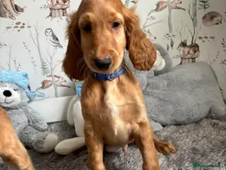 Mixed Breed dogs Irish Setter cross Afghan Hound(LAST 2 BOYS) - Advert 15