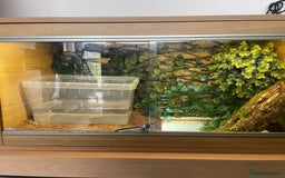 Python Snake reptiles for sale: Royal Python  - Image 7