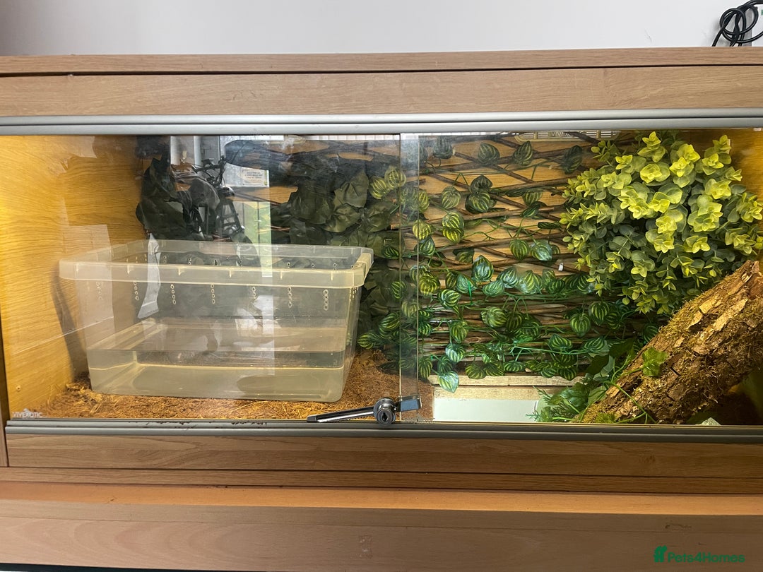 Python Snake reptiles for sale: Royal Python  - Image 7